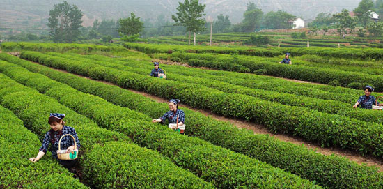 日照无机绿茶－日照无机绿茶莳植体例