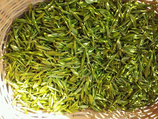 绿茶-绿茶的功能与感化-茶叶明目防辐射