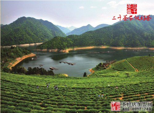 茶叶零售进货渠道