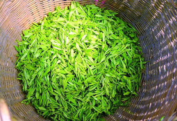 龙井是甚么茶_西湖龙井属于甚么茶