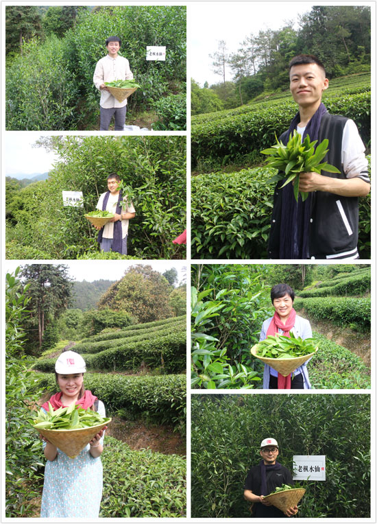 三千茶农白茶品牌-茶叶加盟-茶叶店加盟