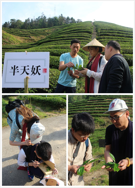 三千茶农白茶品牌-茶叶加盟-茶叶店加盟