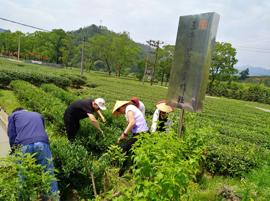 三千茶农白茶品牌-茶叶加盟-茶叶店加盟