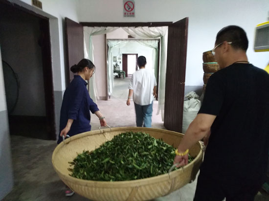 三千茶农白茶品牌-茶叶加盟-茶叶店加盟