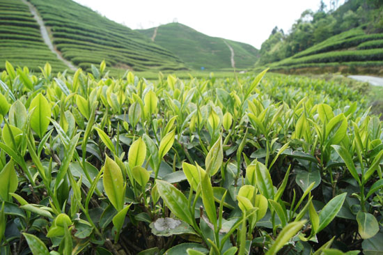 茶水烧饭的做法－茶水保健功能
