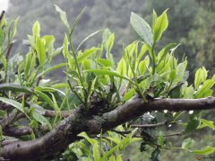 2018年云南普洱茶古树春茶价钱表