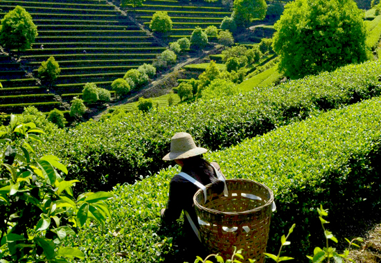 2017茶叶排行榜,2018名茶排行榜