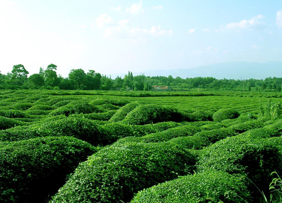 茶叶市场的行情-茶叶买卖行情阐发