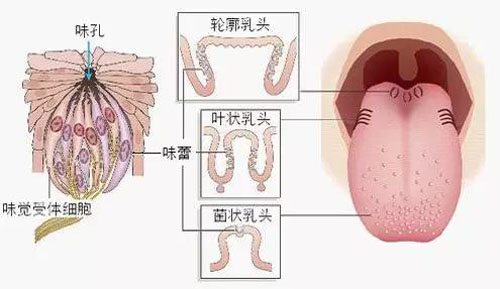 准确的品茗体例体例
