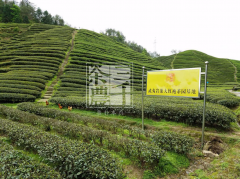 三千茶农加盟的上风与请求