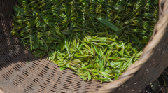 想零售茶叶从那里进货?茶叶零售的渠道