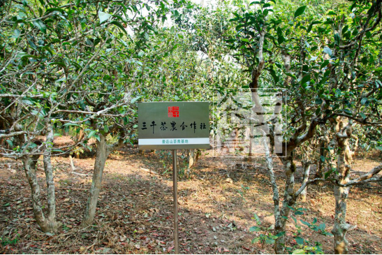 品牌茶叶里合适加盟的有哪些？